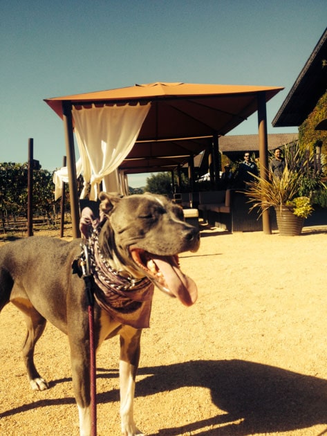 Dog enjoying Clos Du Val winery