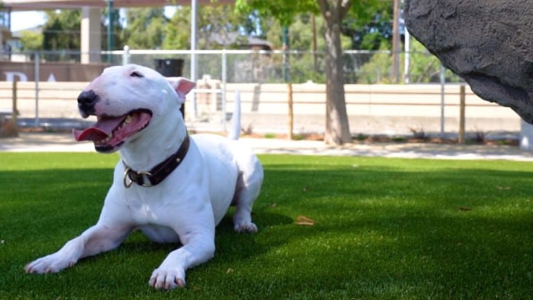 A Bull Terrier at the Raymond G. Gamma Dog Park in Santa Clara