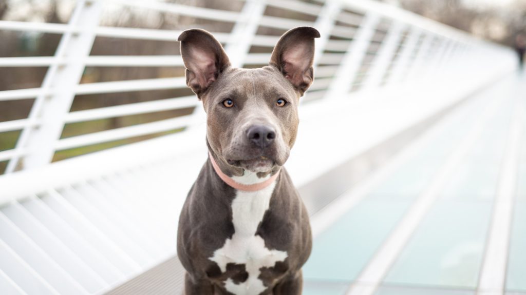 Dog on sundial bridge