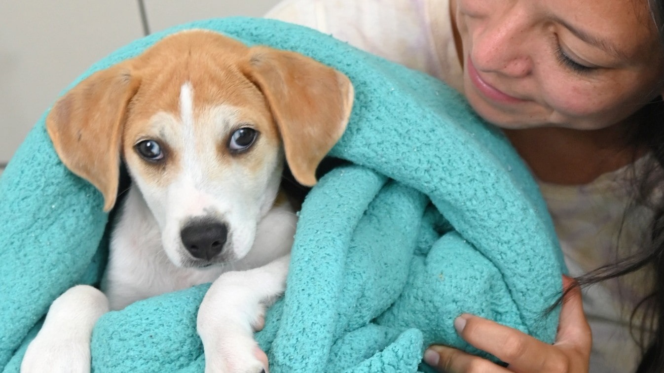 Woman holding beagle in a blanket