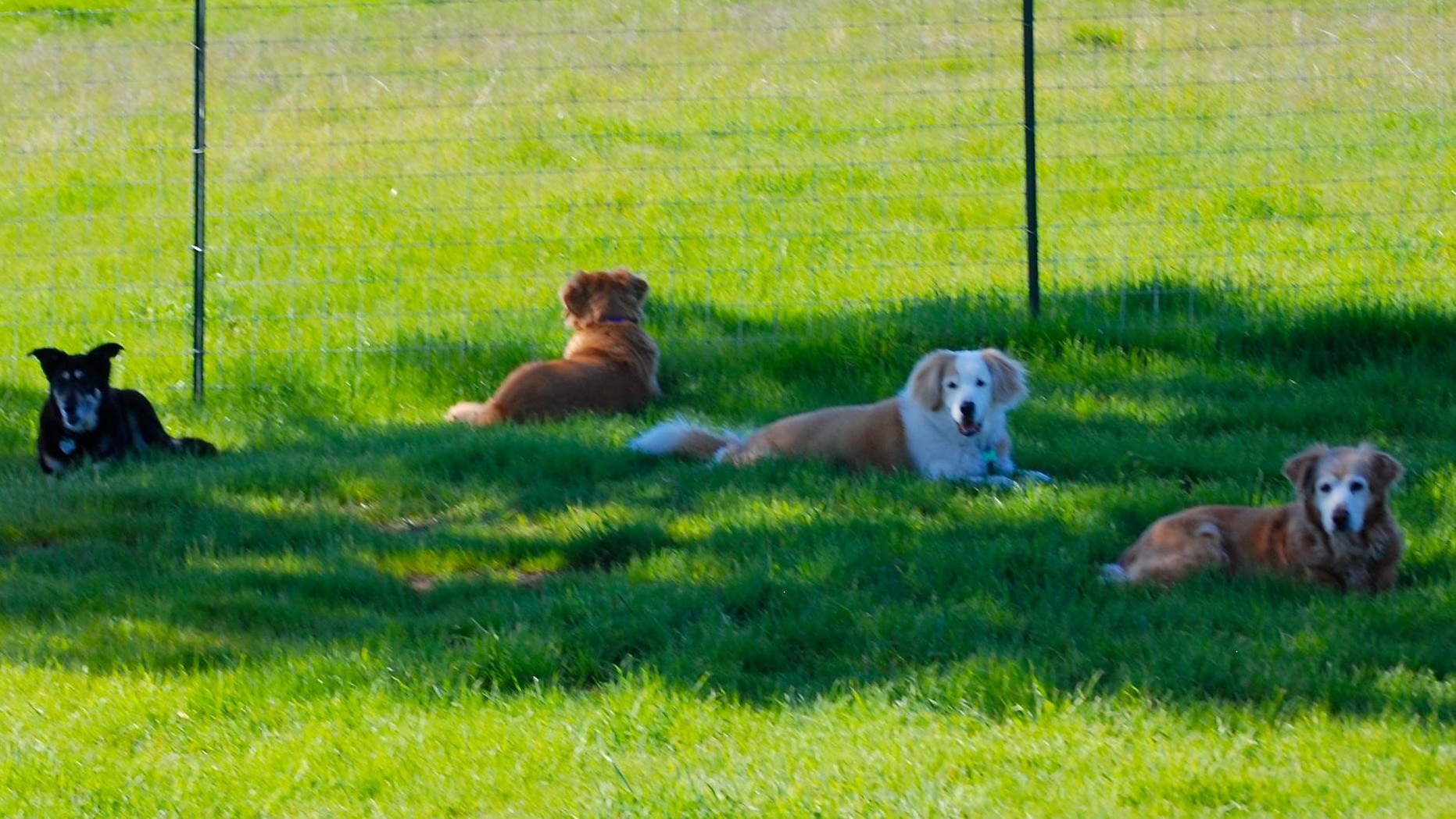 Lily's Legacy dogs in pasture