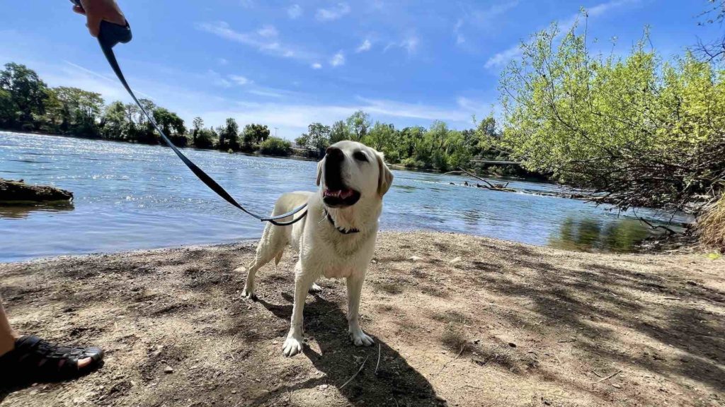 Yellow lab Maya on the Sacramento River Trail