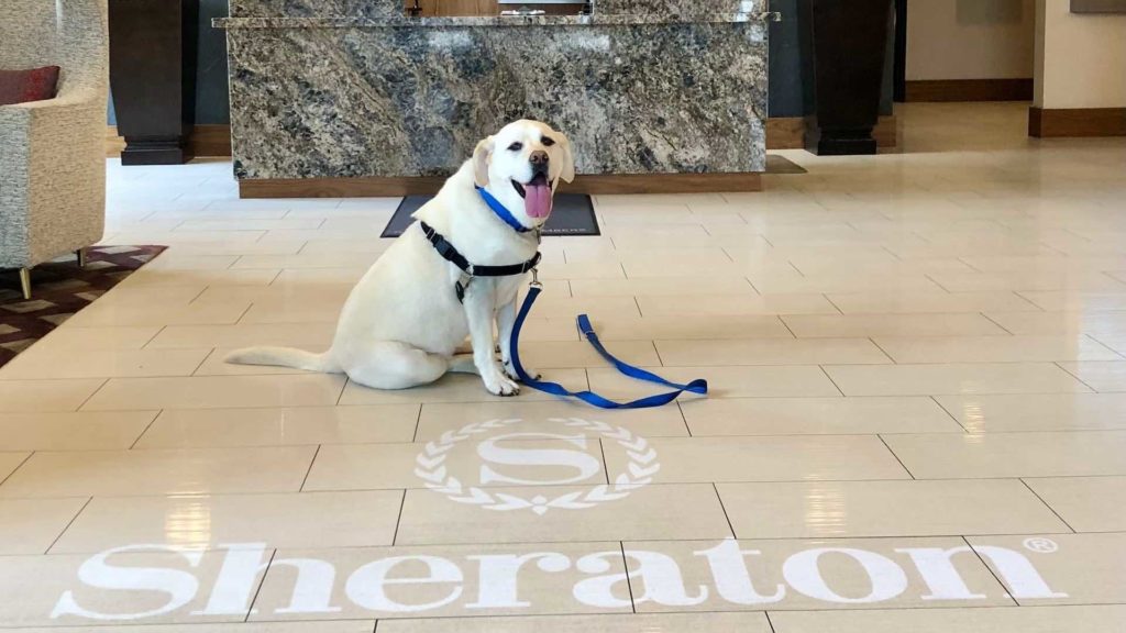 Yellow lab Maya sits in the lobby of Sheraton Redding Hotel.