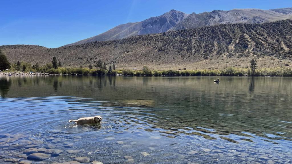 Yellow lab Maya swimming in Convict Lake