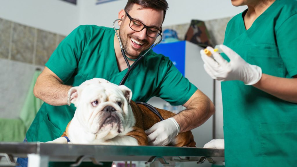 White bulldog at the vet