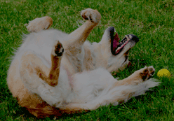 Dog rolling in grass