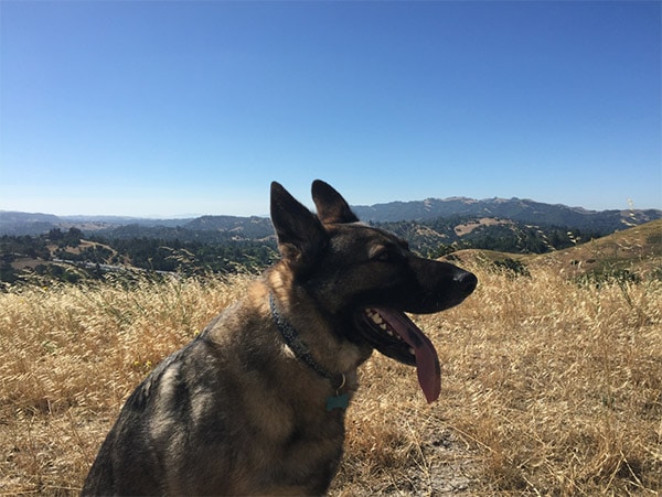 Acalanes Ridge dog