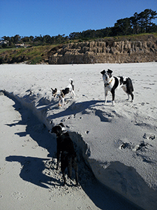 Achilles and friends in Carmel