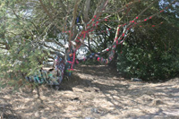 albany bulb painted tree