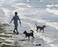 Albany beach with dogs