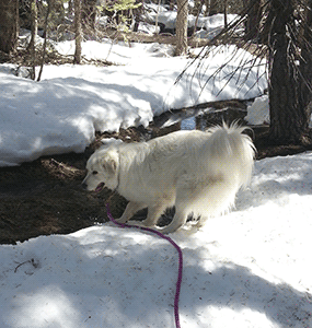 Dog at Sno Park in Alpine County