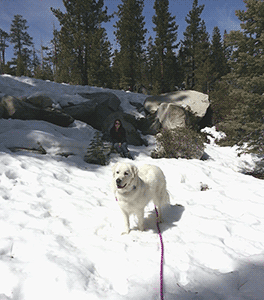 Dog at Snow Park near Bear Valley Ski Resort