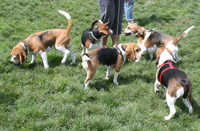 Beagles