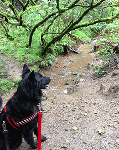 Bella, Leona Canyon