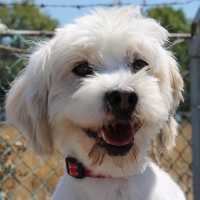 benji-peninsula humane society & spca