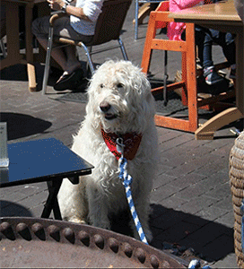 Big white dog at Half Moon Bay Brewing