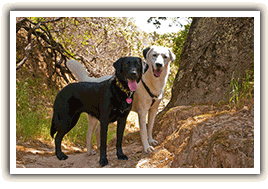 yellow and black lab on hiking trail