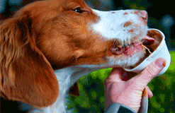 Bodie laps up a cup of doggie ice cream at the Healdsburg Dog House