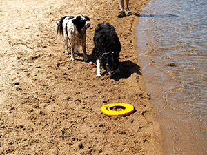 Dogs at Lake Tahoe