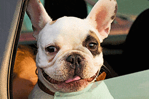 Boxer dog in car