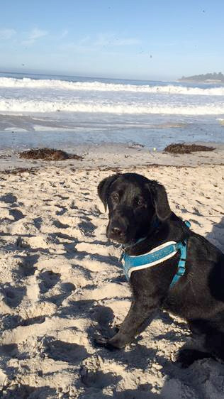 Bruno at Carmel Beach