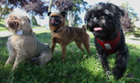 Brussels Griffon Meetup