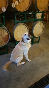 Buddy at Martorana Family Winery