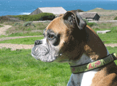 callie at sea ranch