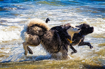 Dogs on San Luis Obispo Beach