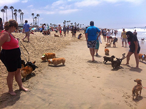 Corgis on Huntington Beach