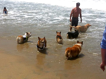 Corgis on Huntington Beach