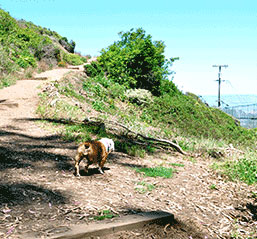 Dog hiking Mount Davidson