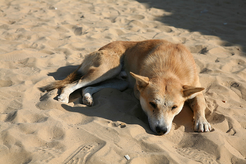 Desert Dog