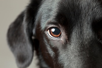 black Labs eye