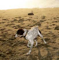 Photo: "Dog on Funston Beach" - Mioi