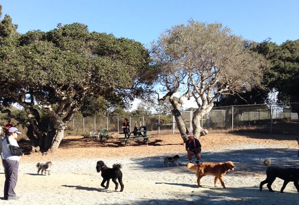 Pacchetti Dog Park