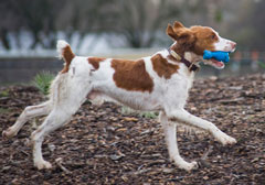 Dog Park Playtime