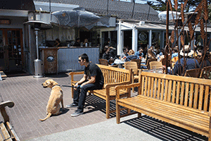 Dog on patio at Half Moon Bay Brewing Company