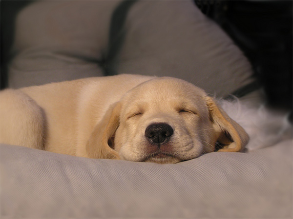 Puppy sleeping