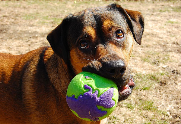 Dog with chew toy