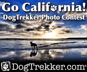 Dog running on beach at sunset