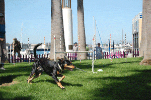 Dog playing at Jack London Square