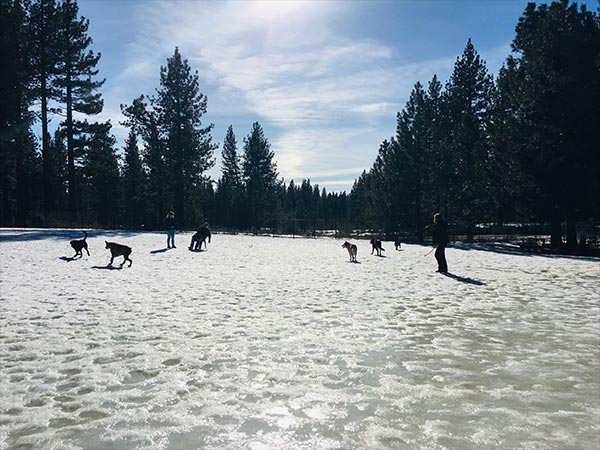 South Lake Bijou Dog Park