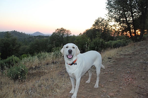 Dog at Dog & Pony Ranch