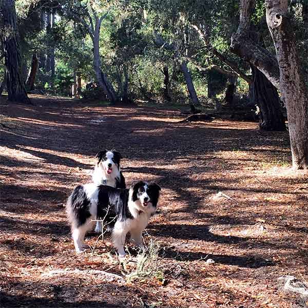 Dogs at Rip Van Winkle Open Space