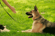 Dog lying down on command from trainer