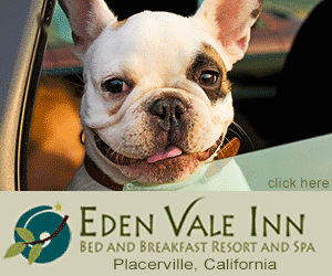 dog going to eden vale inn