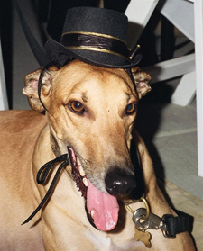 Elvis the greyhound