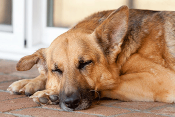 Beautiful dog sleeping