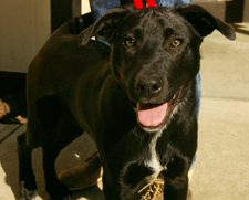 Black dog smiles for camera